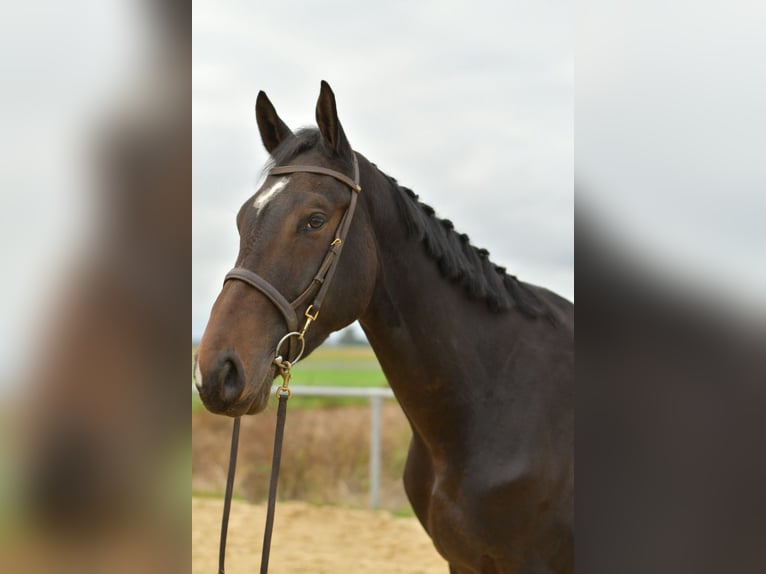 Cheval de sport allemand Hongre 3 Ans 170 cm Bai brun in Geilenkirchen Cheval de sport allemand Hongre 3 Ans 170 cm Bai brun in Geilenkirchen