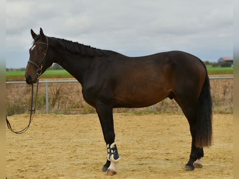 Cheval de sport allemand Hongre 3 Ans 170 cm Bai brun in Geilenkirchen Cheval de sport allemand Hongre 3 Ans 170 cm Bai brun in Geilenkirchen