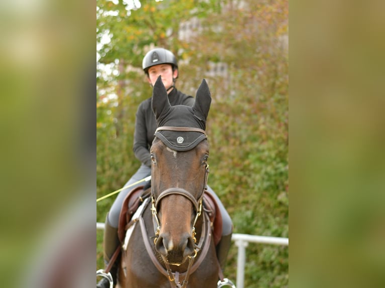 Cheval de sport allemand Hongre 3 Ans 170 cm Bai brun in Geilenkirchen Cheval de sport allemand Hongre 3 Ans 170 cm Bai brun in Geilenkirchen