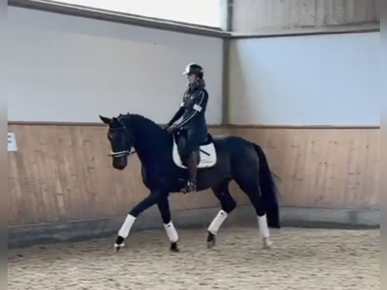 Cheval de sport allemand Hongre 3 Ans 170 cm Bai in Rottenburg an der Laaber