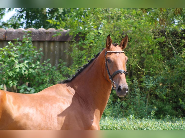 Cheval de sport allemand Hongre 3 Ans 170 cm Bai in Ro&#xDF;dorf