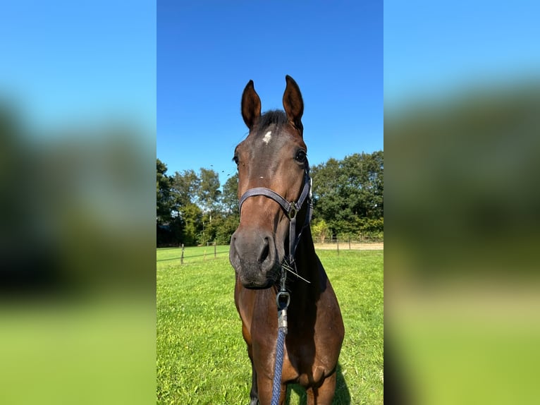 Cheval de sport allemand Hongre 3 Ans 170 cm Bai in Nijverdal