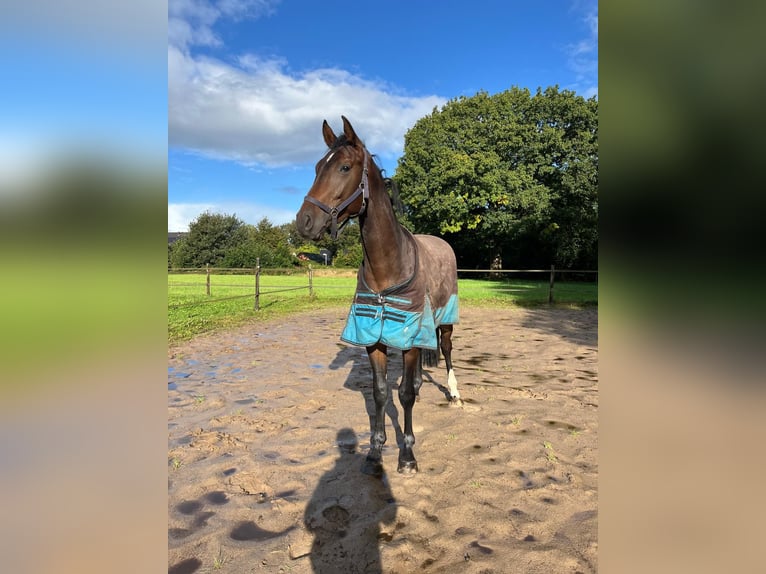 Cheval de sport allemand Hongre 3 Ans 170 cm Bai in Nijverdal