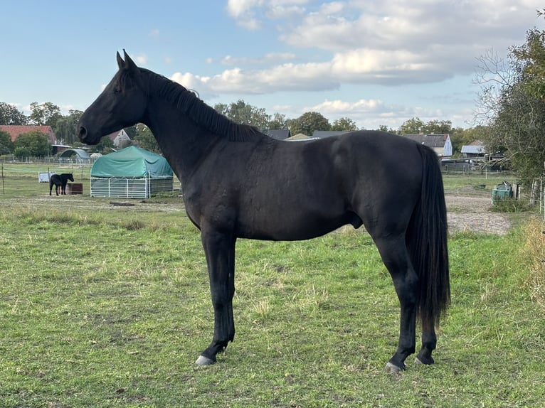 Cheval de sport allemand Hongre 3 Ans 170 cm in Sch&#xF6;nwalde Glien