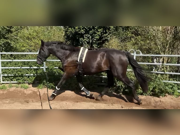 Cheval de sport allemand Hongre 3 Ans 170 cm in Sch&#xF6;nwalde Glien