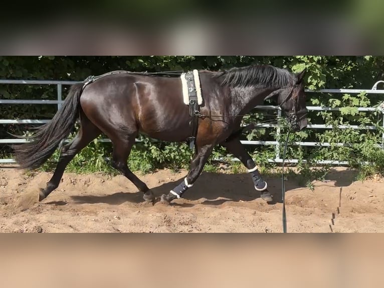 Cheval de sport allemand Hongre 3 Ans 170 cm in Sch&#xF6;nwalde Glien