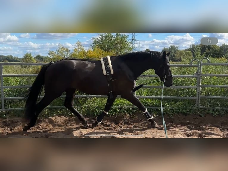 Cheval de sport allemand Hongre 3 Ans 170 cm in Sch&#xF6;nwalde Glien