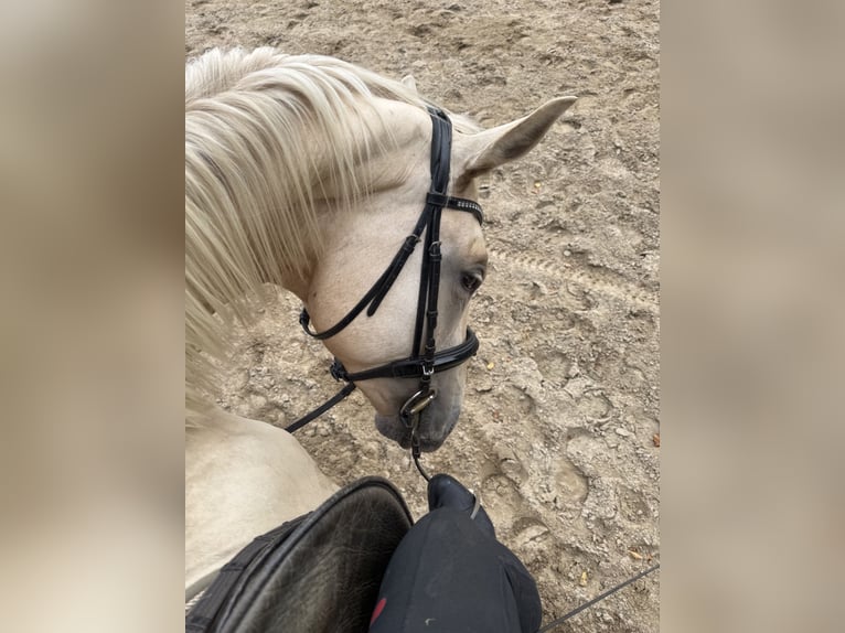 Cheval de sport allemand Hongre 3 Ans 170 cm Palomino in Bosau