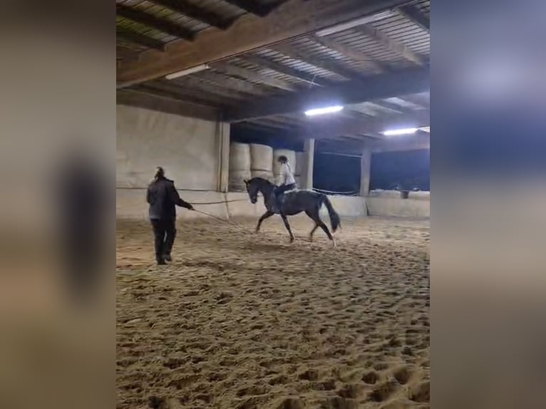 Cheval de sport allemand Hongre 3 Ans 171 cm Alezan brûlé in Erlensee