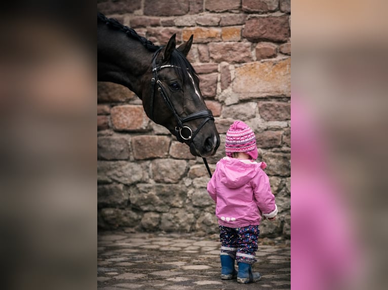 Cheval de sport allemand Hongre 3 Ans 171 cm Alezan brûlé in Erlensee