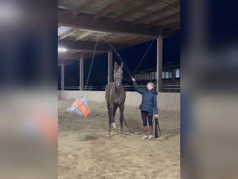 Cheval de sport allemand Hongre 3 Ans 171 cm Alezan brûlé in Erlensee