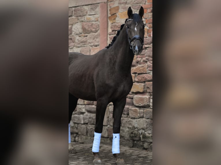 Cheval de sport allemand Hongre 3 Ans 171 cm Alezan brûlé in Erlensee