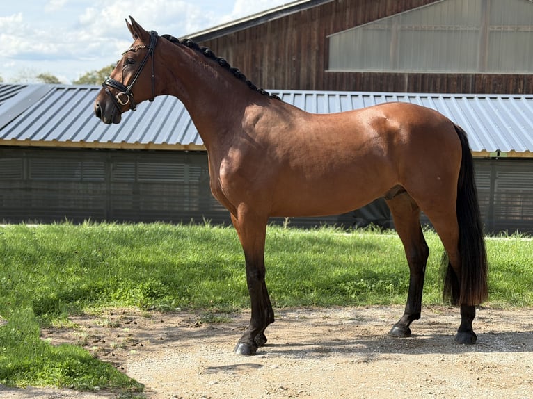 Cheval de sport allemand Hongre 3 Ans 171 cm Bai in Jengen