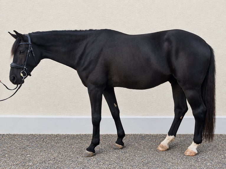 Cheval de sport allemand Hongre 3 Ans 172 cm Noir in Burgen