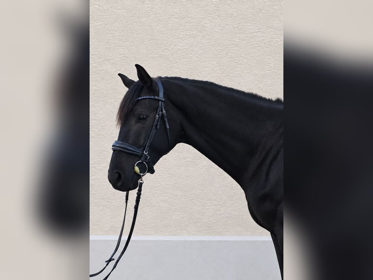 Cheval de sport allemand Hongre 3 Ans 172 cm Noir in Burgen