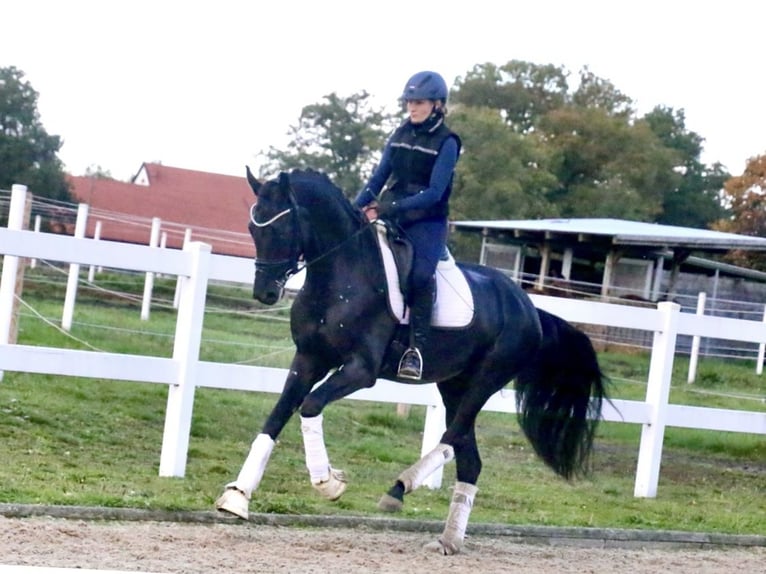 Cheval de sport allemand Hongre 3 Ans 172 cm Noir in Recke, bei Osnabr&#xFC;ck