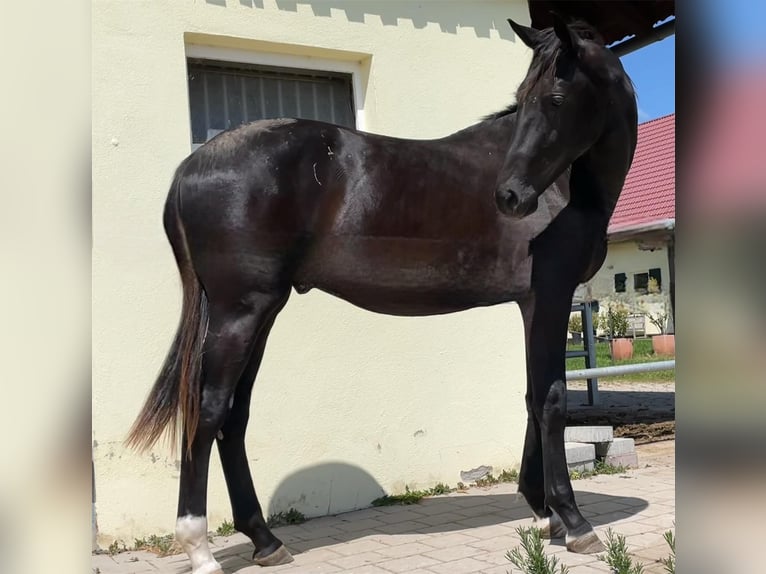 Cheval de sport allemand Hongre 3 Ans 174 cm Alezan brûlé in Altensteig