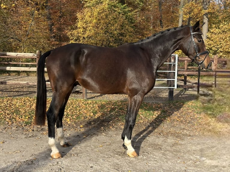 Cheval de sport allemand Hongre 3 Ans 175 cm Bai brun foncé in Darmstadt