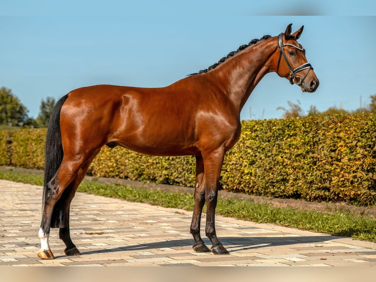 Cheval de sport allemand Hongre 3 Ans 175 cm Bai in Gomadingen