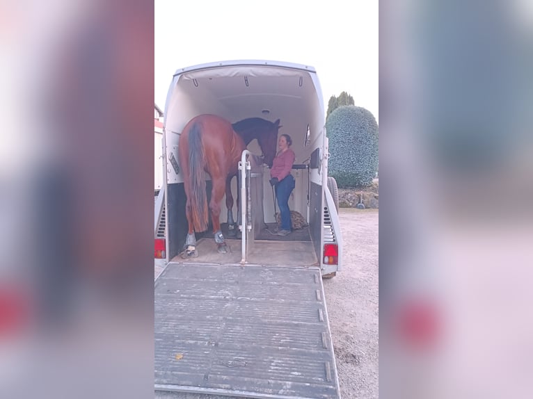 Cheval de sport allemand Hongre 3 Ans 178 cm Alezan in Radevormwald