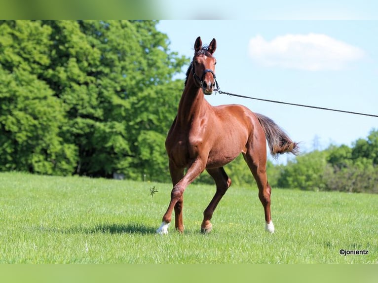 Cheval de sport allemand Hongre 3 Ans 178 cm Alezan in Radevormwald