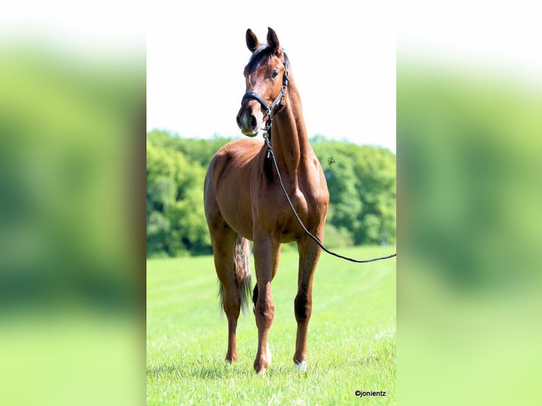 Cheval de sport allemand Hongre 3 Ans 178 cm Alezan in Radevormwald