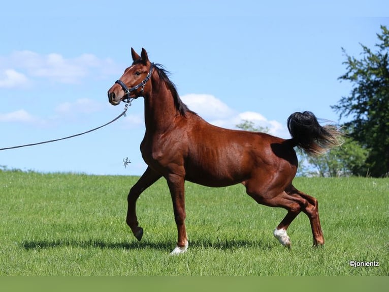 Cheval de sport allemand Hongre 3 Ans 178 cm Alezan in Radevormwald