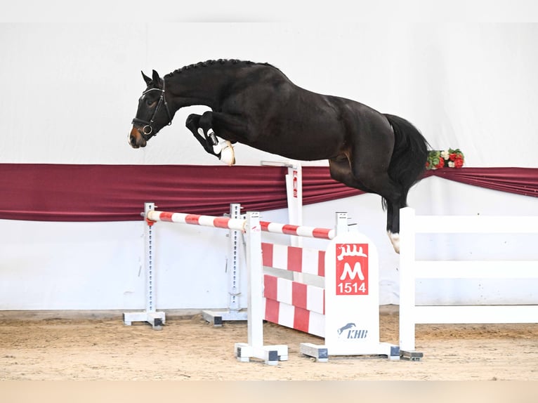 Cheval de sport allemand Hongre 3 Ans Bai brun in Gomadingen