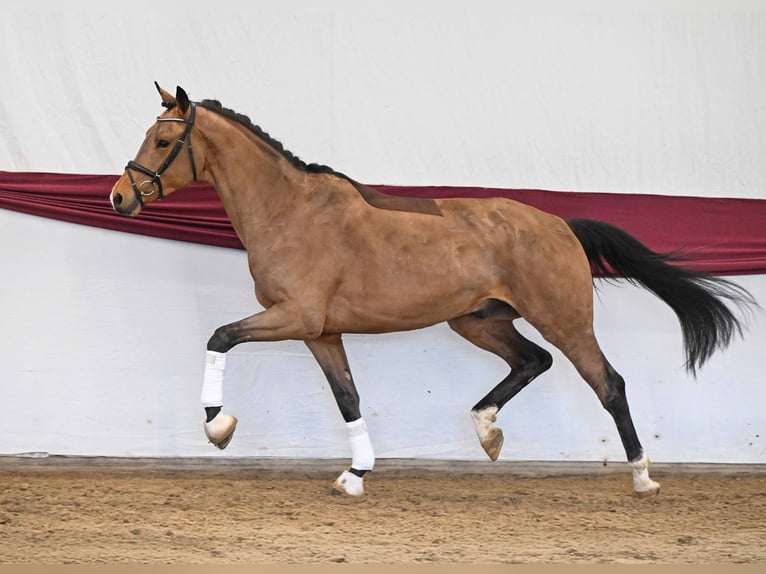 Cheval de sport allemand Hongre 3 Ans Bai in Gomadingen