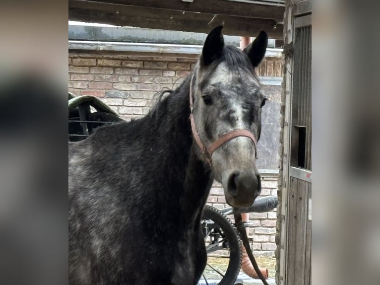 Cheval de sport allemand Hongre 4 Ans 155 cm Gris pommelé in Grevenbroich