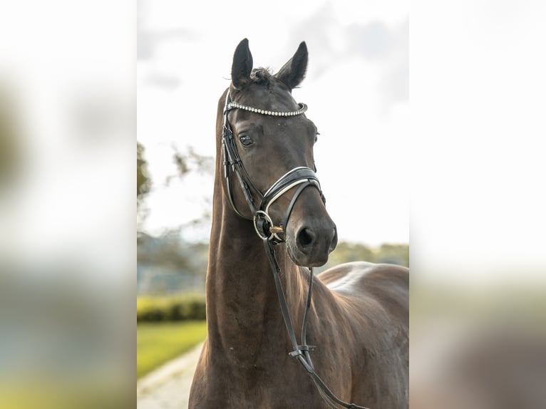 Cheval de sport allemand Hongre 4 Ans 156 cm Bai brun foncé in Gomadingen