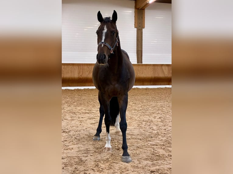 Cheval de sport allemand Hongre 4 Ans 156 cm Bai in Maselheim Cheval de sport allemand Hongre 4 Ans 156 cm Bai in Maselheim