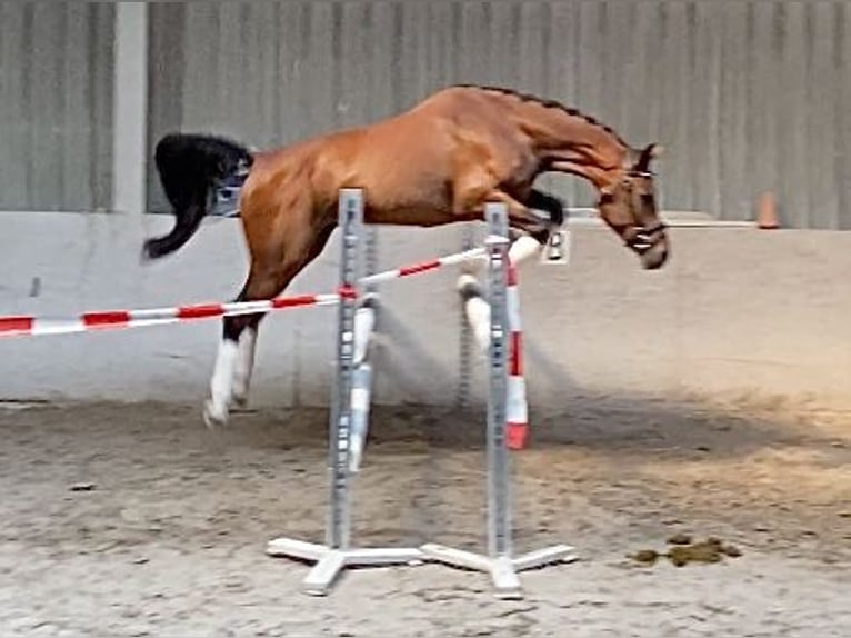 Cheval de sport allemand Hongre 4 Ans 158 cm Bai in W&#xFC;rzburg