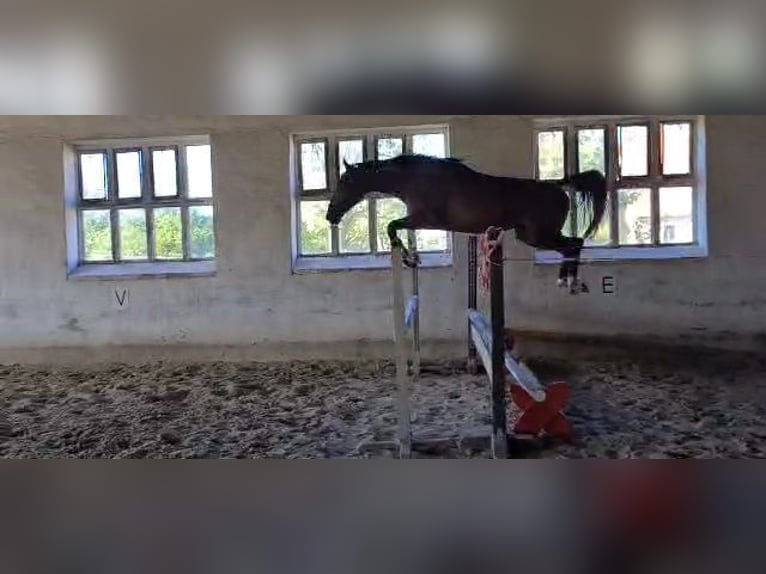 Cheval de sport allemand Hongre 4 Ans 159 cm Bai in Reichenbach/O.L.