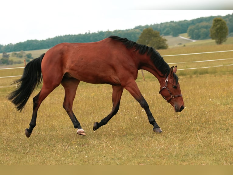 Cheval de sport allemand Hongre 4 Ans 160 cm Bai in Crailsheim