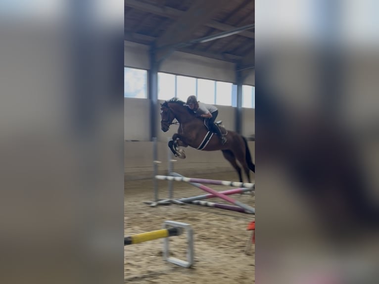 Cheval de sport allemand Hongre 4 Ans 160 cm Bai in Zangberg