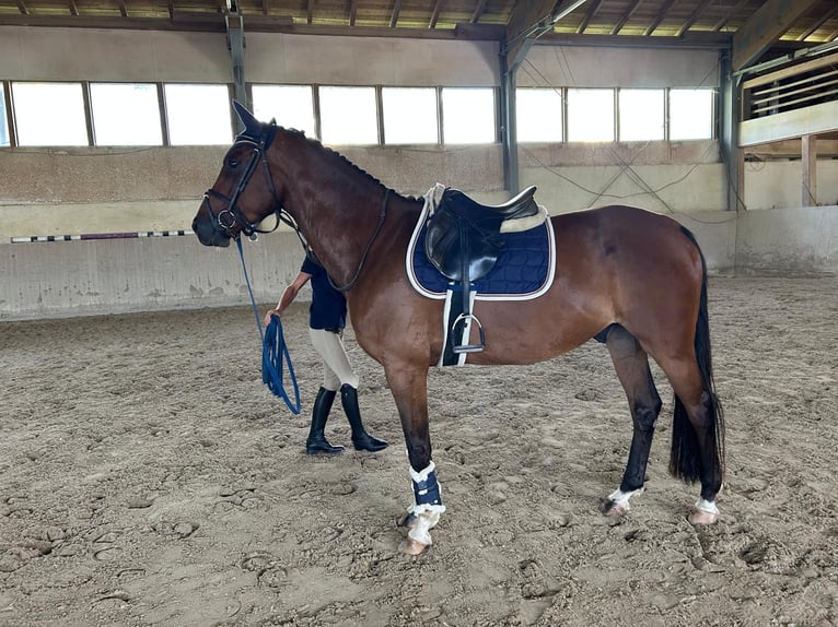 Cheval de sport allemand Hongre 4 Ans 160 cm Bai in Zangberg