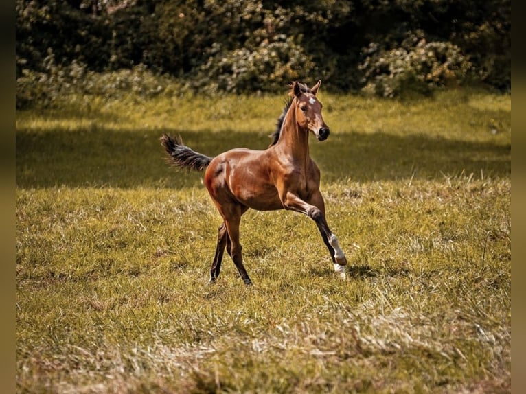 Cheval de sport allemand Hongre 4 Ans 160 cm Bai in Zangberg