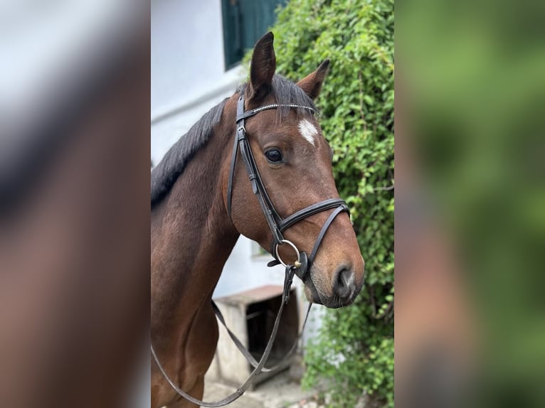 Cheval de sport allemand Hongre 4 Ans 160 cm Bai in Zangberg