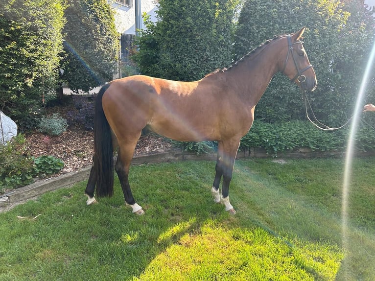 Cheval de sport allemand Hongre 4 Ans 160 cm Bai in Zangberg