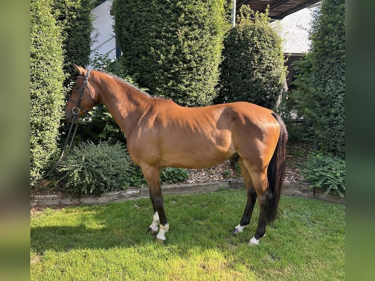 Cheval de sport allemand Hongre 4 Ans 160 cm Bai in Zangberg