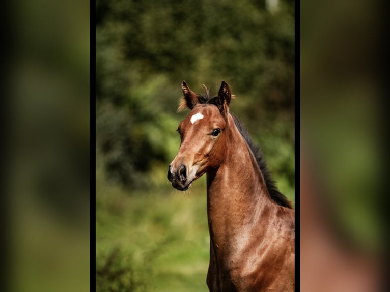 Cheval de sport allemand Hongre 4 Ans 160 cm Bai in Zangberg
