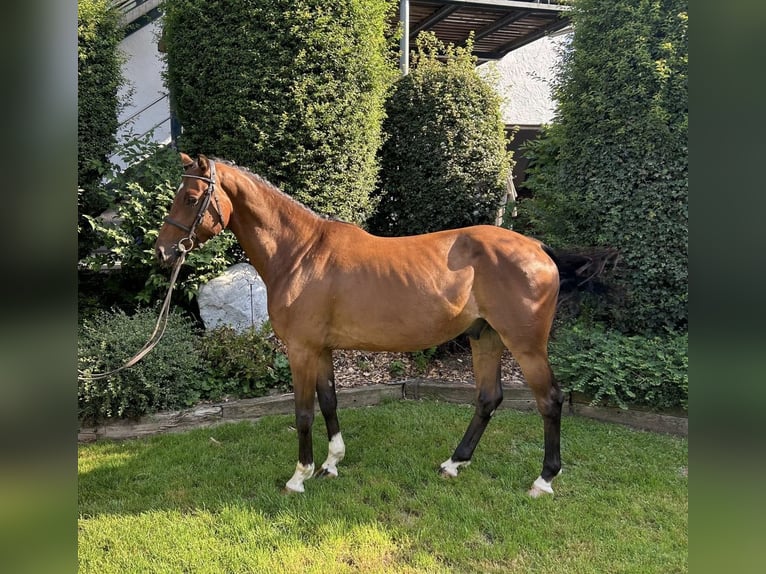 Cheval de sport allemand Hongre 4 Ans 160 cm Bai in Zangberg