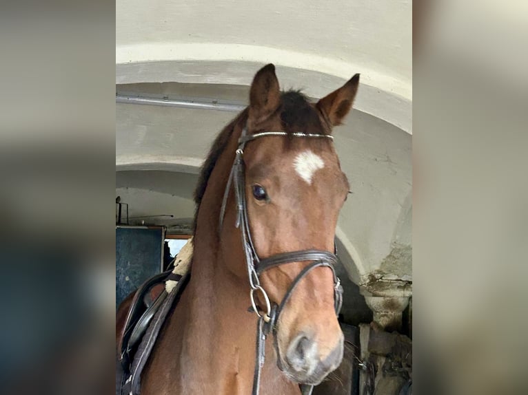 Cheval de sport allemand Hongre 4 Ans 160 cm Bai in Zangberg