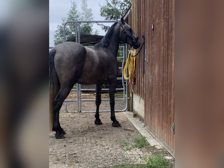 Cheval de sport allemand Croisé Hongre 4 Ans 160 cm Peut devenir gris in Reutlingen