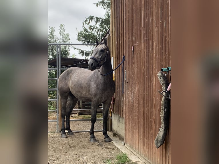 Cheval de sport allemand Croisé Hongre 4 Ans 160 cm Peut devenir gris in Reutlingen