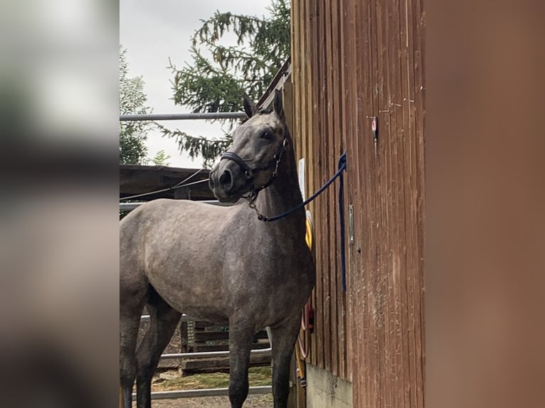 Cheval de sport allemand Croisé Hongre 4 Ans 160 cm Peut devenir gris in Reutlingen