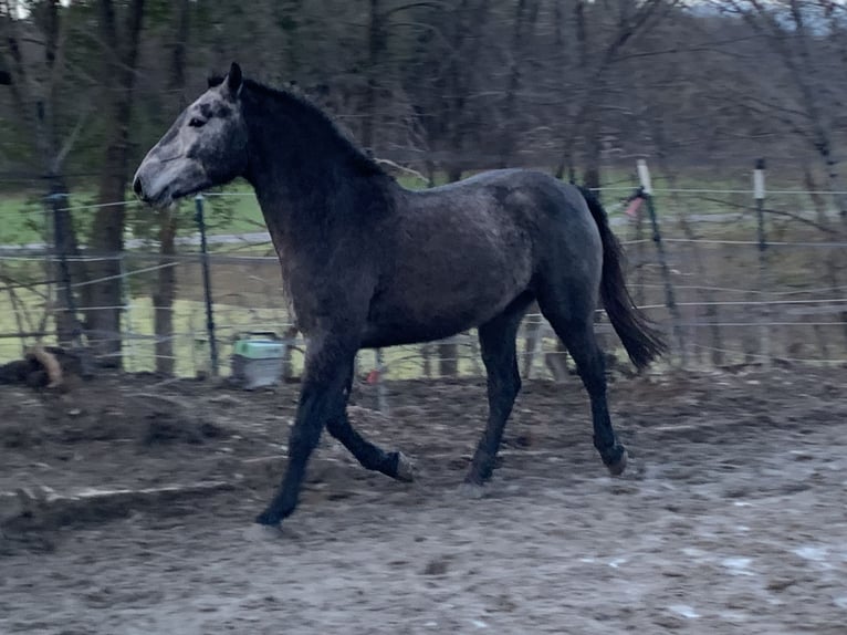 Cheval de sport allemand Croisé Hongre 4 Ans 160 cm Peut devenir gris in Reutlingen