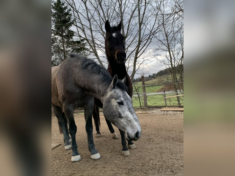 Cheval de sport allemand Croisé Hongre 4 Ans 160 cm Peut devenir gris in Reutlingen