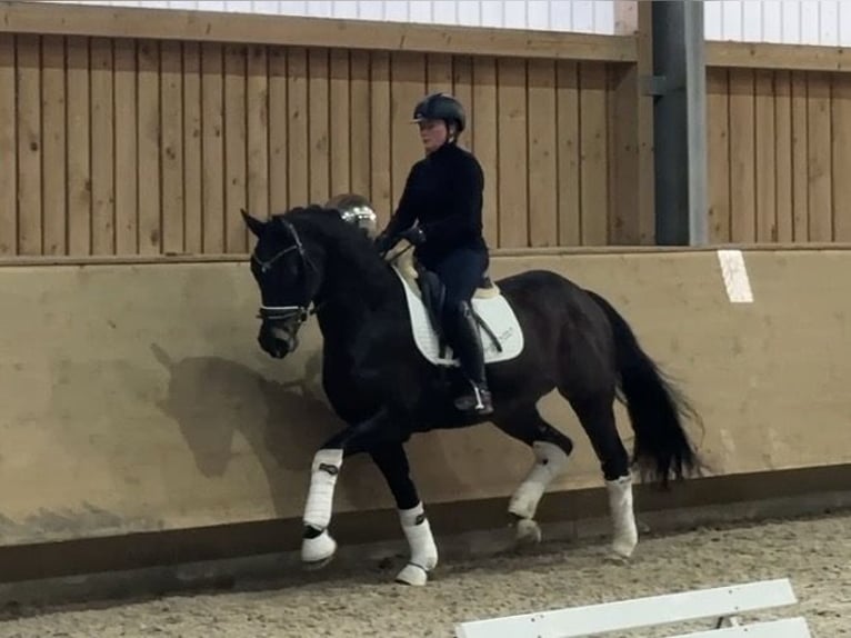 Cheval de sport allemand Hongre 4 Ans 161 cm Bai brun in Jengen